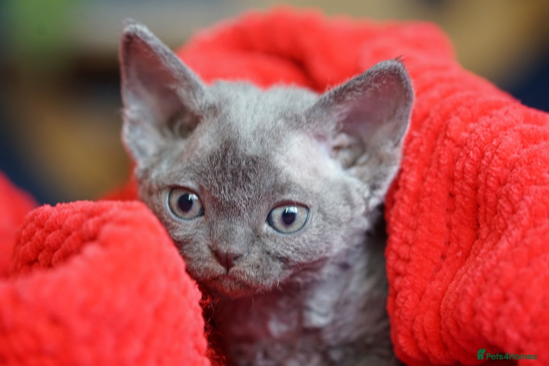 Devon Rex cats for sale: 💙 Devon Rex Female Kitten Available 💙 - Image 14