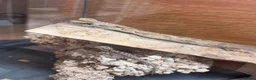 Bearded Dragon reptiles for sale: Baby Bearded Dragons - Advert 4