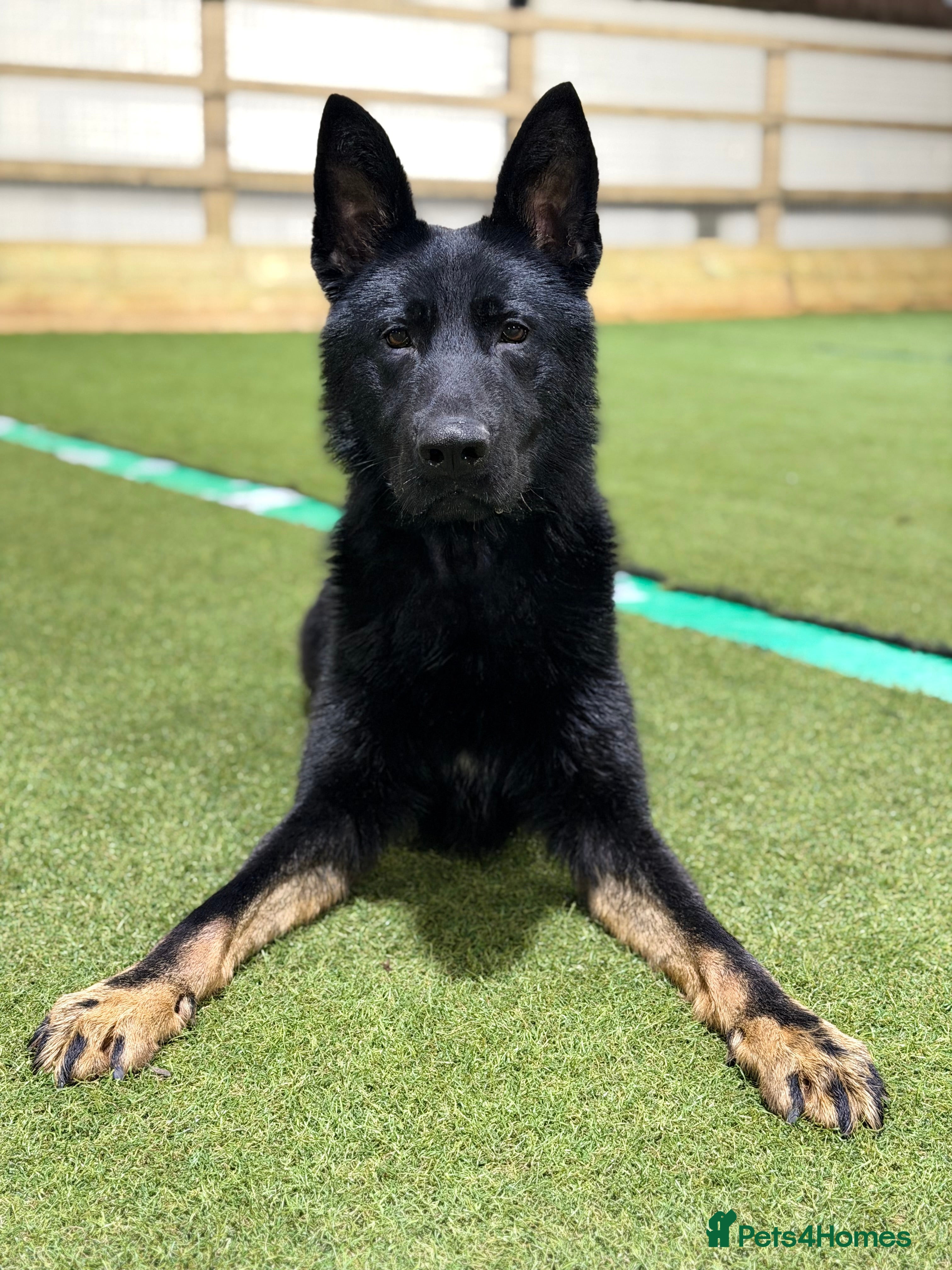 German Shepherd dogs Super pedigree working bi colour male  - Advert 3