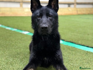 German Shepherd dogs Super pedigree working bi colour male - Advert 12