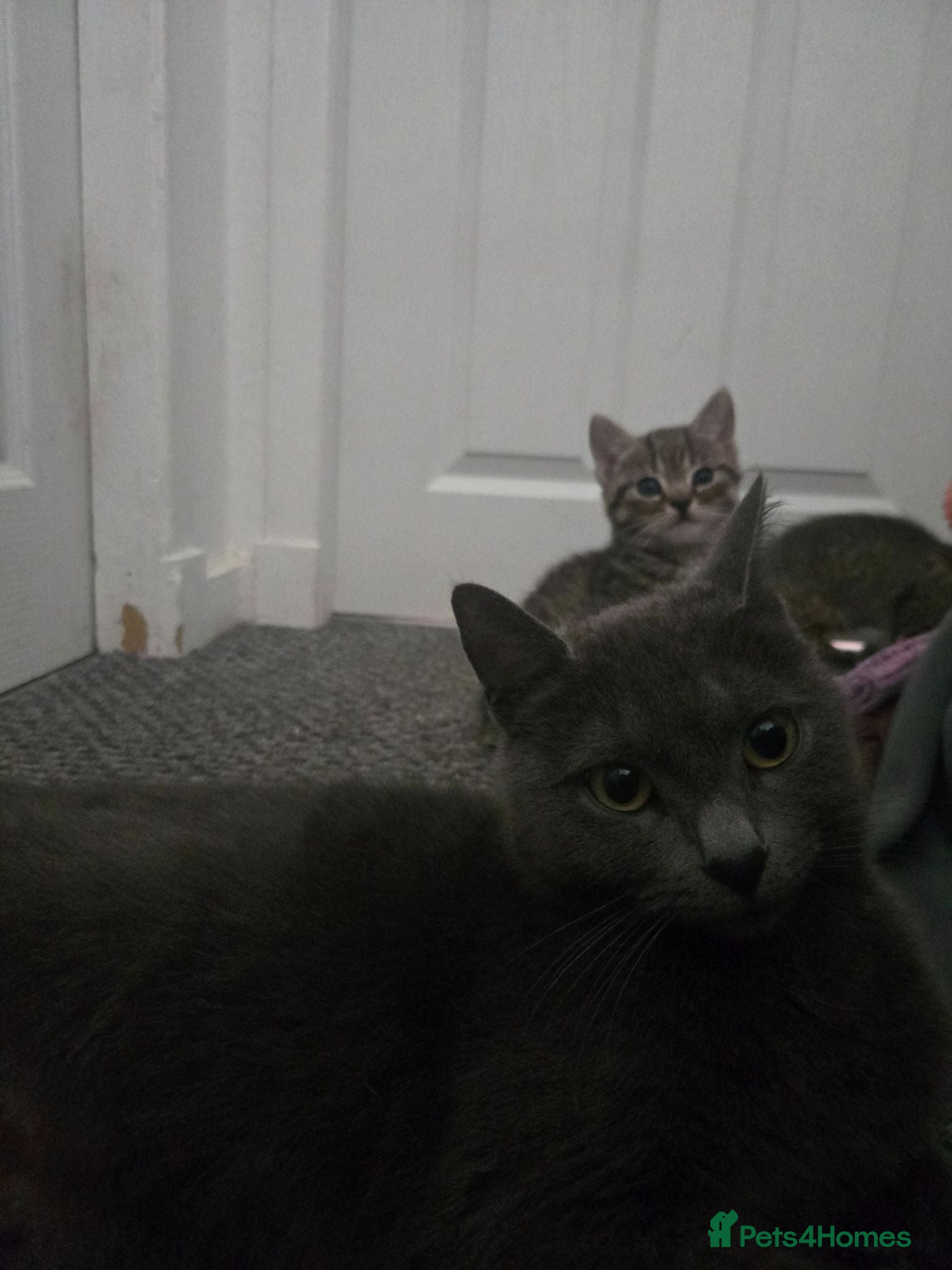 Mixed Breed cats 2 gorgeous boys - Advert 2