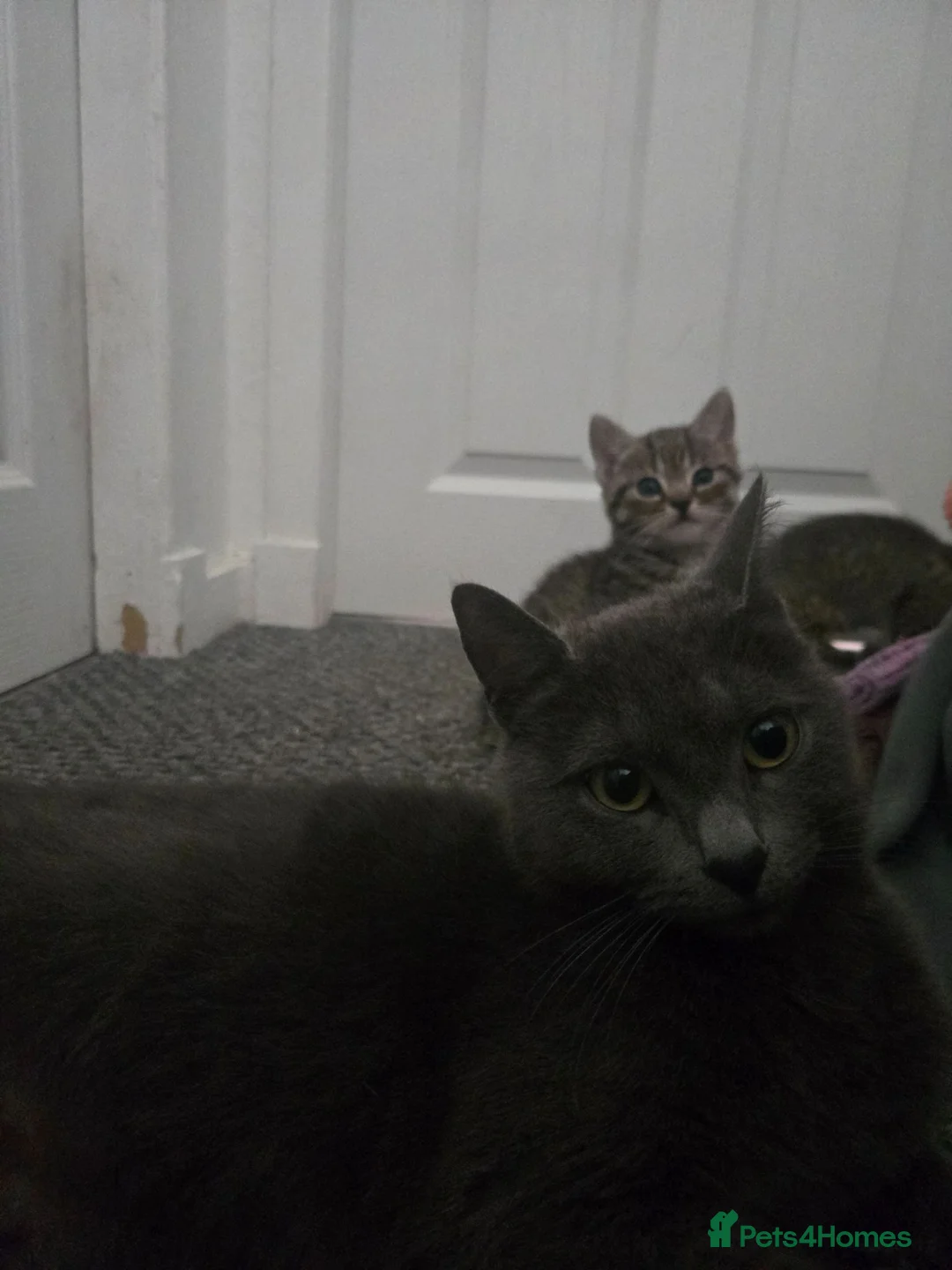 Mixed Breed cats for sale: 2 gorgeous boys - Advert 1