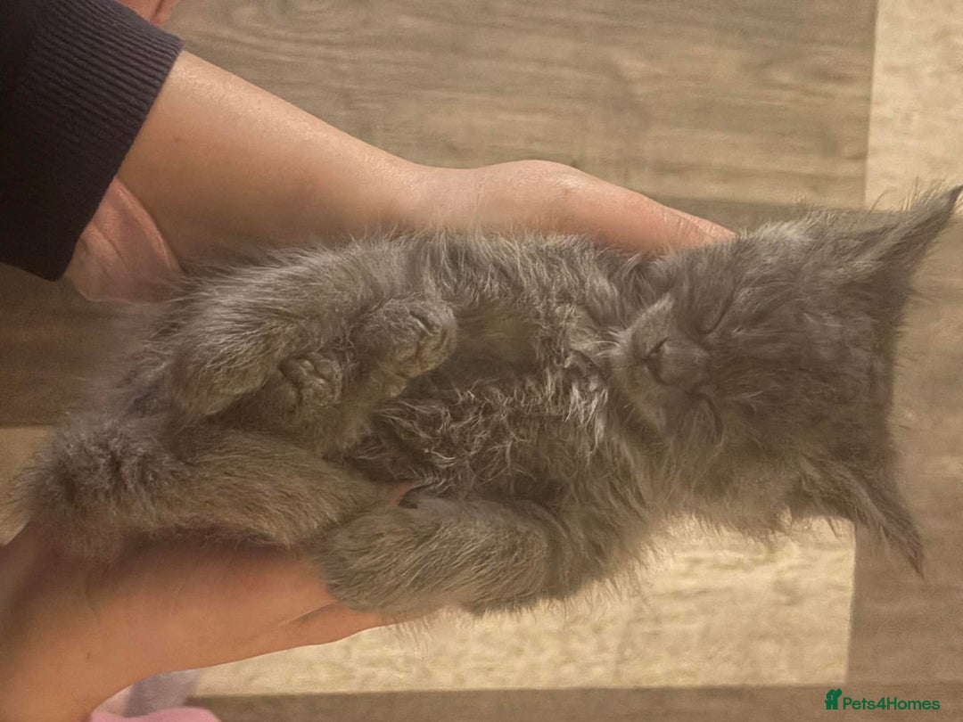 Maine Coon cats for sale: Blue Maine Coon Kittens – Active TICA Registered  - Advert 40