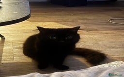 Siberian cats for sale: Elegant Black Fluffy Cat – Sweet, Calm, and Loving - Image 1