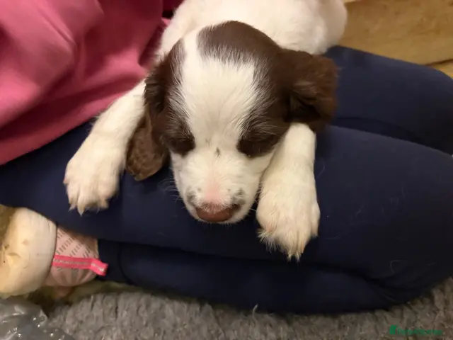 English Springer Spaniel dogs for sale: KC registered working springer spaniel puppies - Advert 2