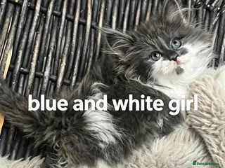 Maine Coon cats Mainecoon babies ready now rare chocolate brown - Advert 7