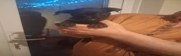 Patterdale Terrier dogs for sale: Pattersdale pups - Advert 13