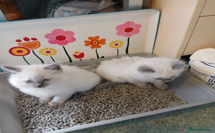 Ragdoll cats - Advert 1