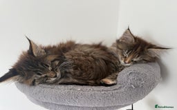 Maine Coon cats for sale: Pedigree Maine Coon Kittens - TICA Registered  - Image 10