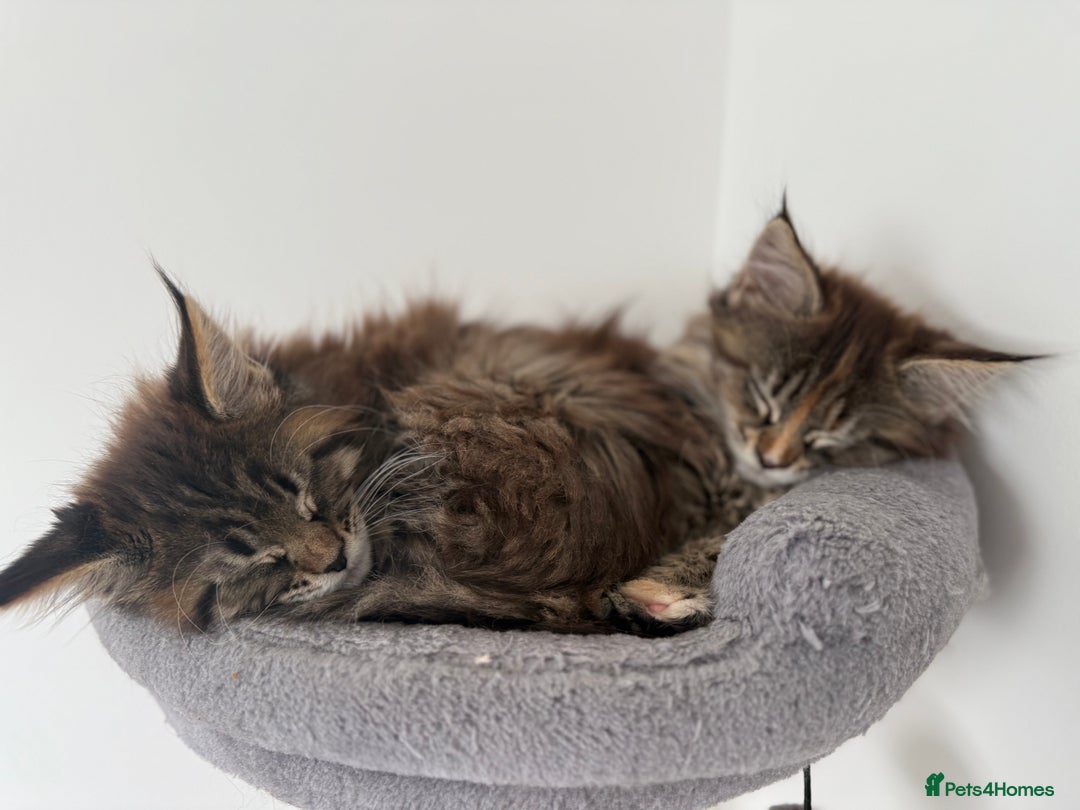 Maine Coon cats for sale: Pedigree Maine Coon Kittens - TICA Registered  - Image 10