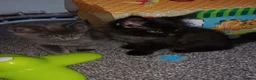 Maine Coon cats for sale: Pure breed Maine coon kittens - Advert 2