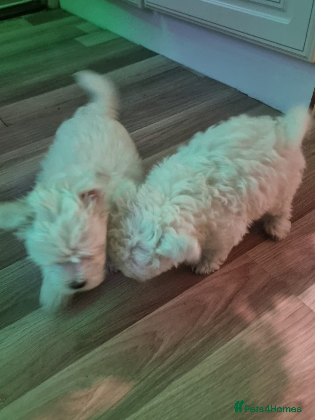 Bichon Frise dogs for sale: BISHONI FRISE 💙 💙 💙 Lovely Companions 💙 💙 💙  - Advert 3