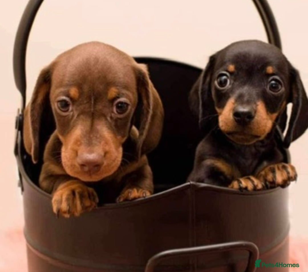 Miniature Dachshund dogs for sale: Kc reg min  Dachshund babies  - Image 6