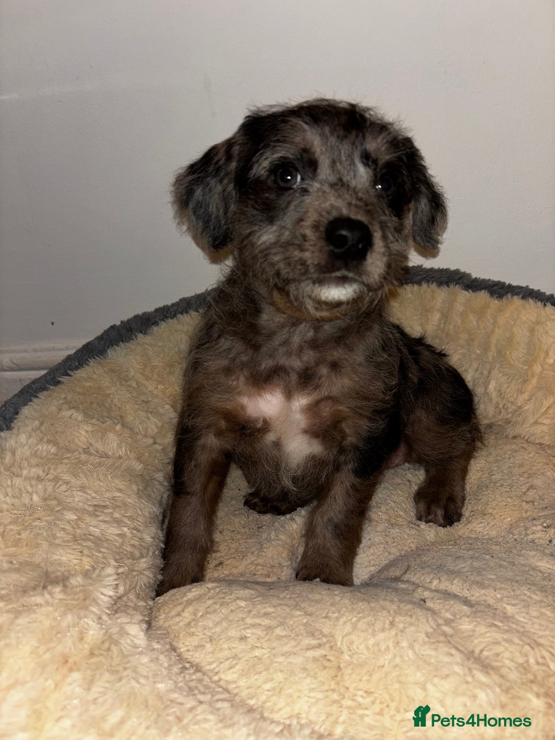 Mixed Breed dogs for sale: Stunning Cockerpoo x cavalier King Charle spaniel  - Advert 6