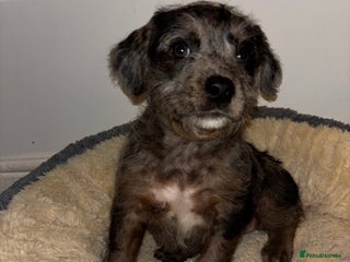 Mixed Breed dogs Stunning Cockerpoo x cavalier King Charle spaniel - Advert 1