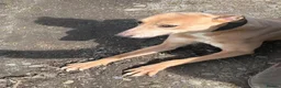 Greyhound dogs for sale: Beautiful Fawn Light Brown Male Greyhound (4yrs) - Advert 2