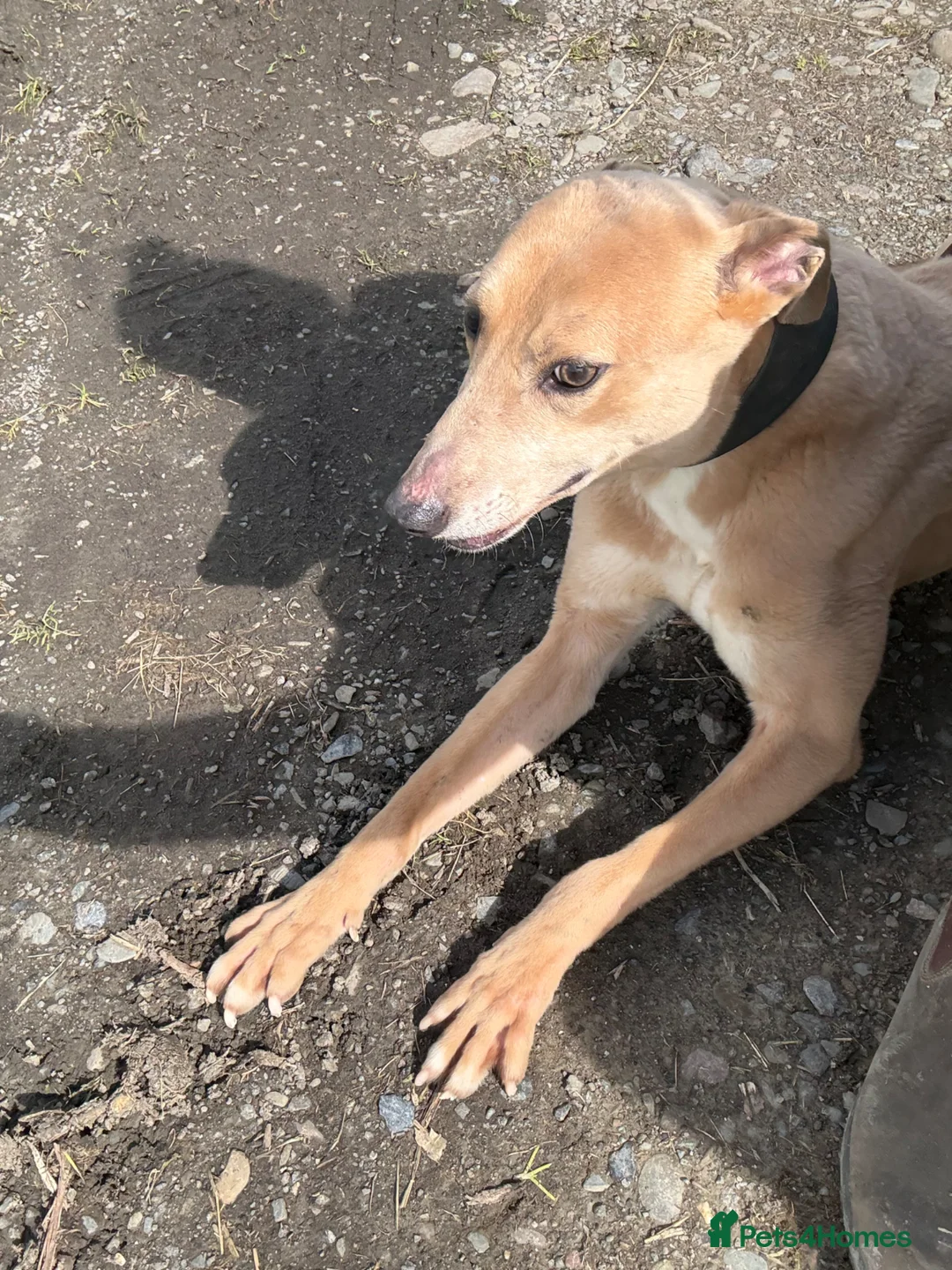 Greyhound dogs for sale: Beautiful Fawn Light Brown Male Greyhound (4yrs) - Advert 2