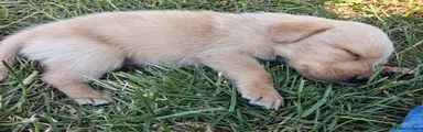 Labrador Retriever 3