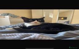 Domestic Shorthair cats for sale: 2 cats for sale! - Image 5