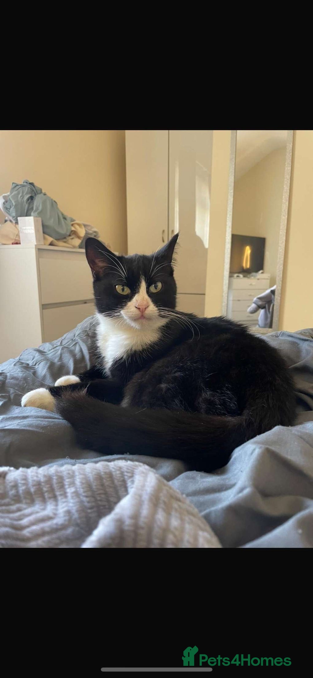 Domestic Shorthair cats for sale: 2 cats for sale! - Image 5