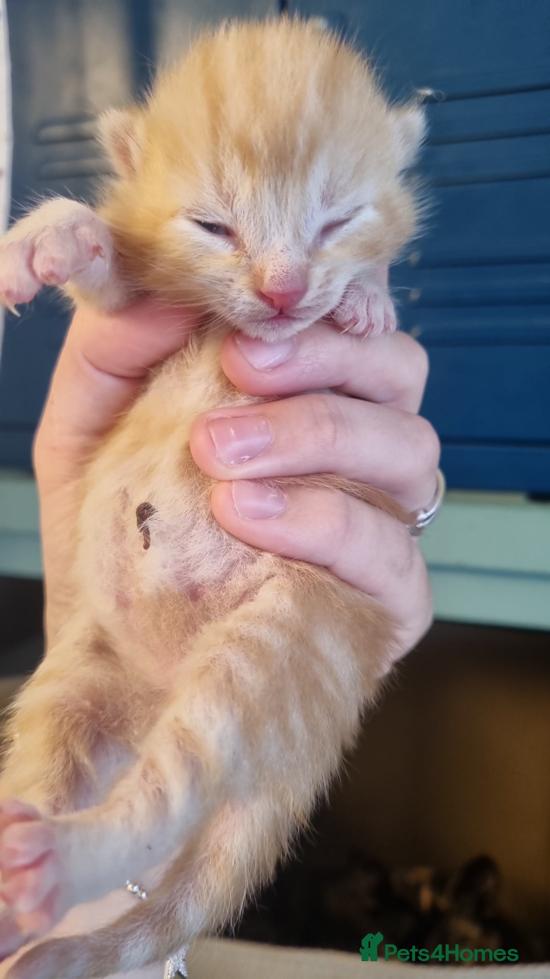 Domestic Shorthair cats for sale: Beautiful mix of kittens  - Image 7