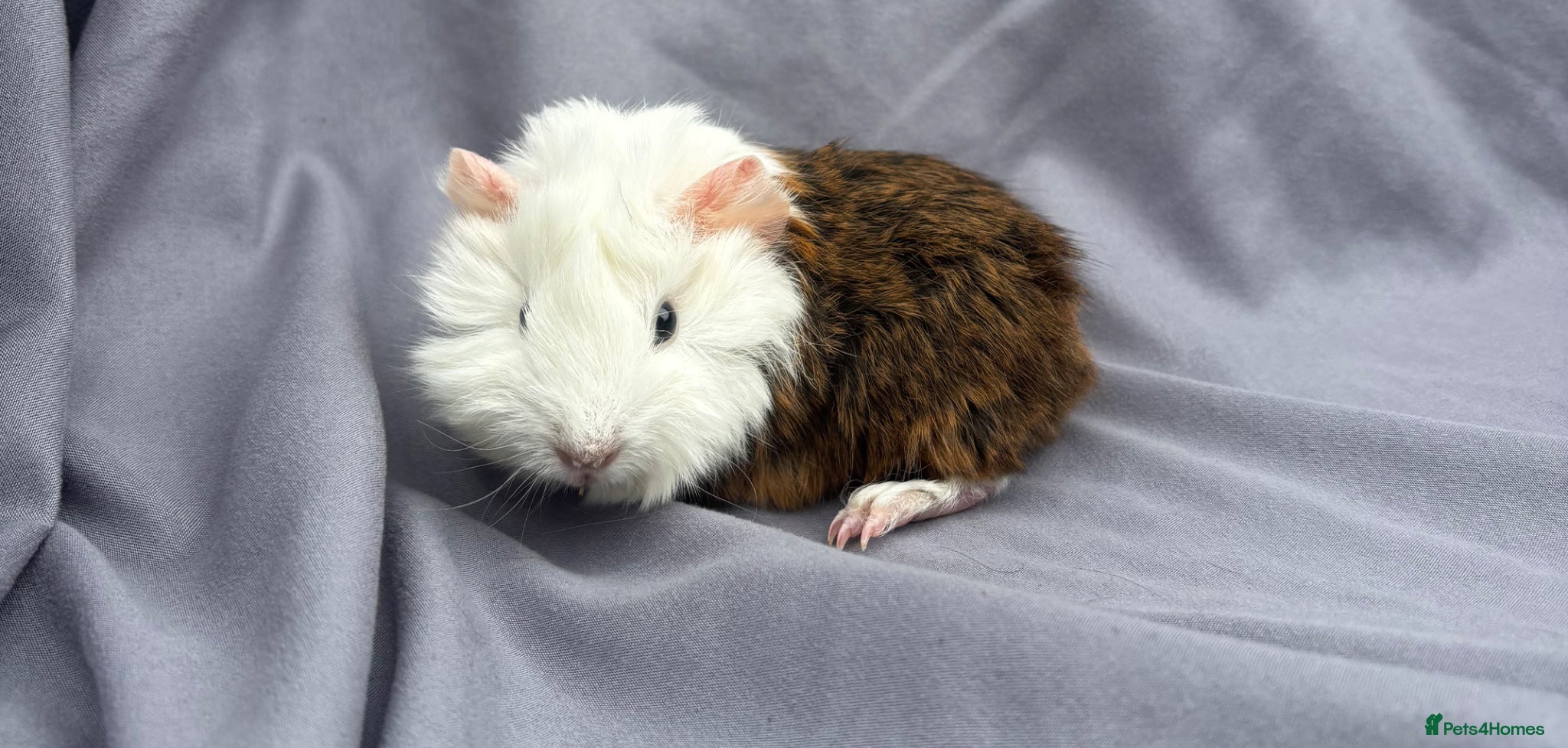 Guinea Pig rodents 2 beautiful girls ready now  - Advert 24