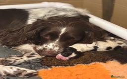 Sprocker dogs for sale: Sprocker Pups  - Image 7