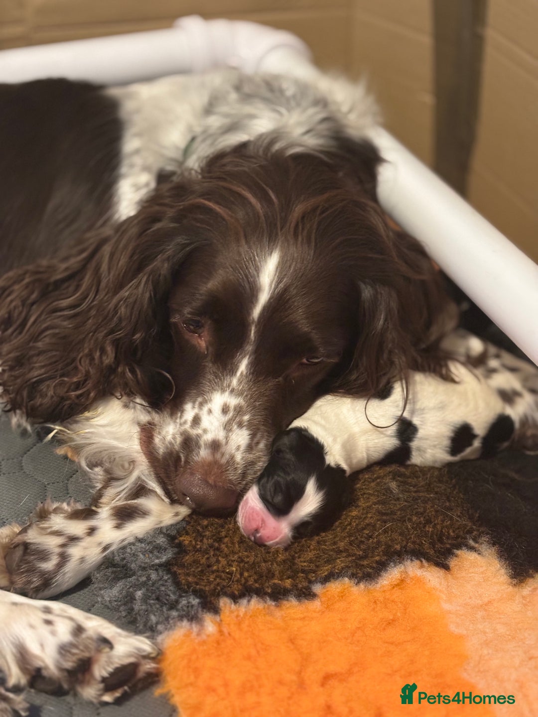 Sprocker dogs for sale: Sprocker Pups  - Image 7