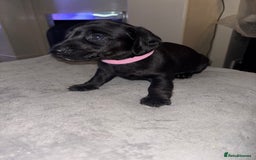 Mixed Breed dogs for sale: Doxiepoo puppies  - Image 3