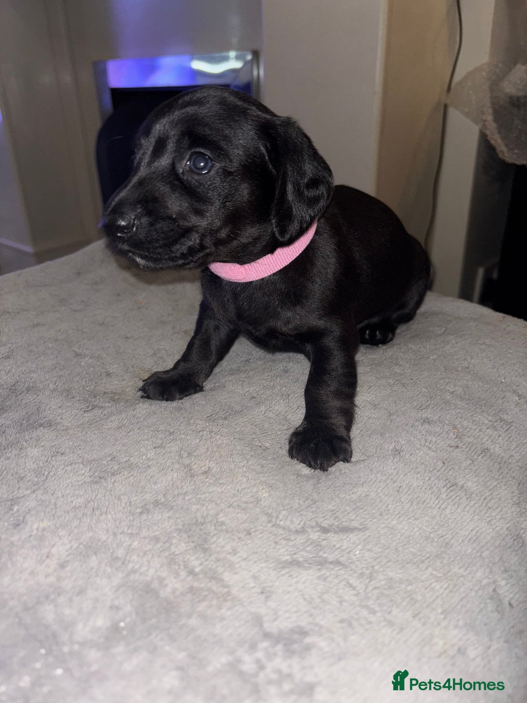 Mixed Breed dogs for sale: Doxiepoo puppies  - Image 3