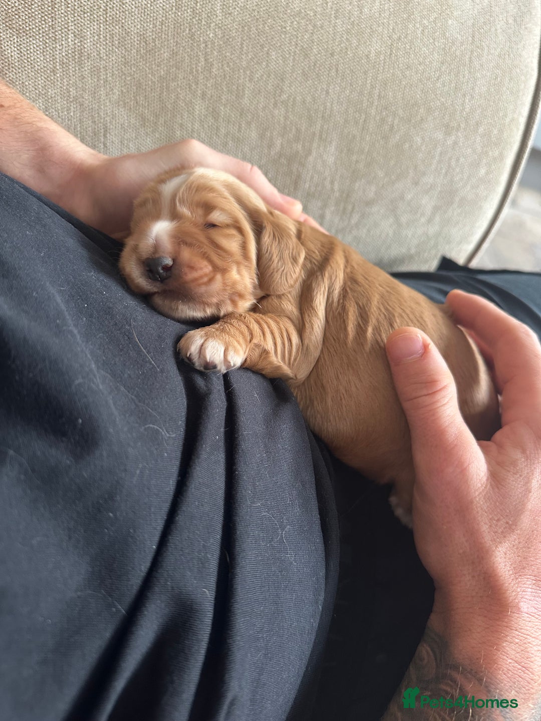 Cocker Spaniel dogs for sale: READY! ONE & ONLY! Adorable Female Cocker Puppy in Cheltenham - Image 22