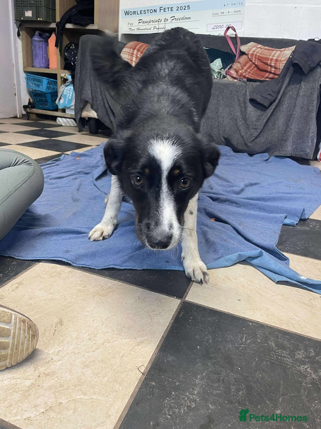 Mixed Breed dogs for adoption: Meet Monica, currently residing in Cheshire  - Image 4