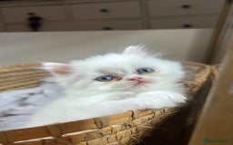 Persian cats for sale: Pure Persian baby's looking lovely home   - Image 7