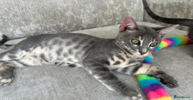Bengal cats - Advert 3