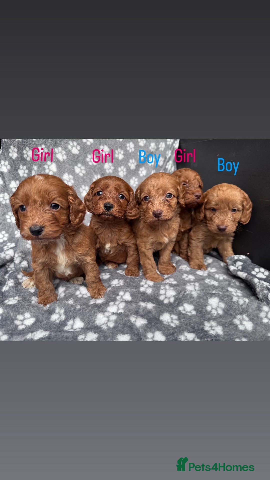 Cockapoo dogs for sale: Cockapoo puppy for sale 🐾🐶 - Image 1
