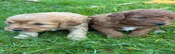 Cockapoo dogs for sale: Gorgeous F1b Cockapoos 5⭐️ Licensed Breeder DNA  - Advert 15