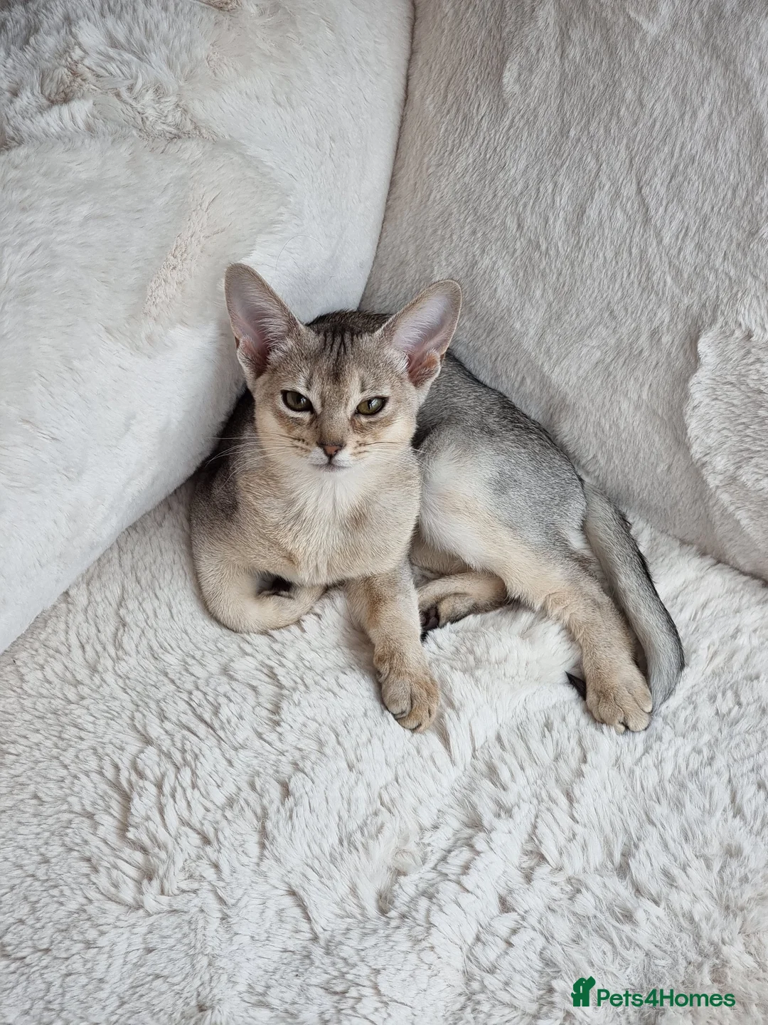 Abyssinian cats for sale: Silver black girl - Advert 5