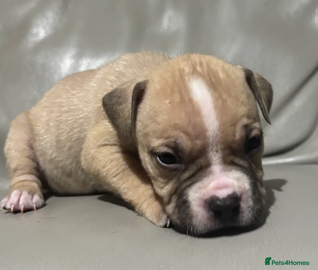 Mixed Breed dogs for sale: American bulldog cross American staff  - Advert 4