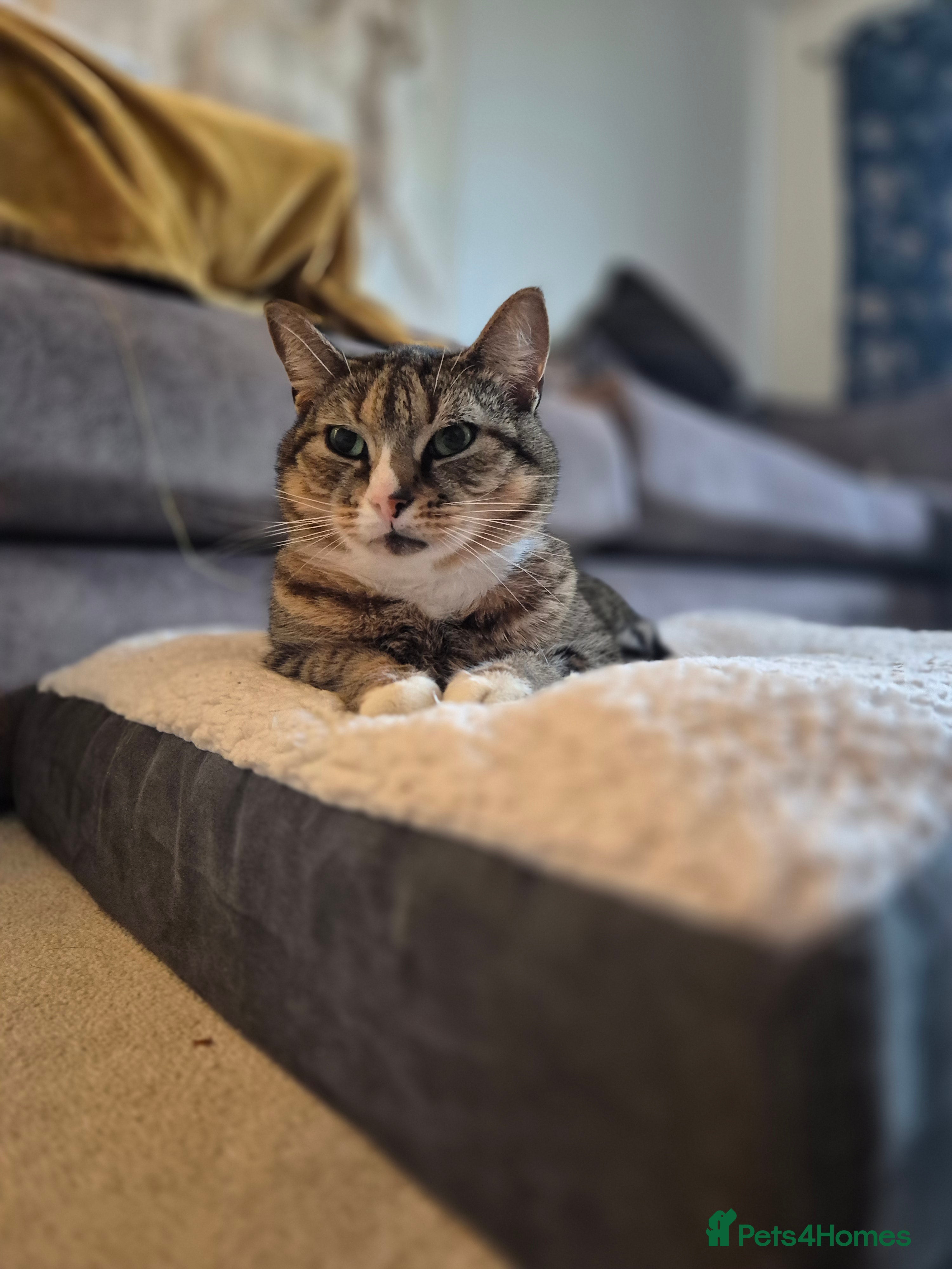 Mixed Breed cats 9 year old Cat for Rehome - Advert 2