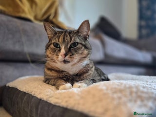 Mixed Breed cats 9 year old Cat for Rehome - Advert 2