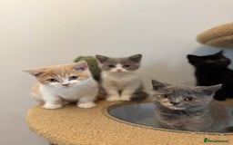 British Shorthair cats for sale: Top quality GCCF reg BSH grand champion lines - Image 23