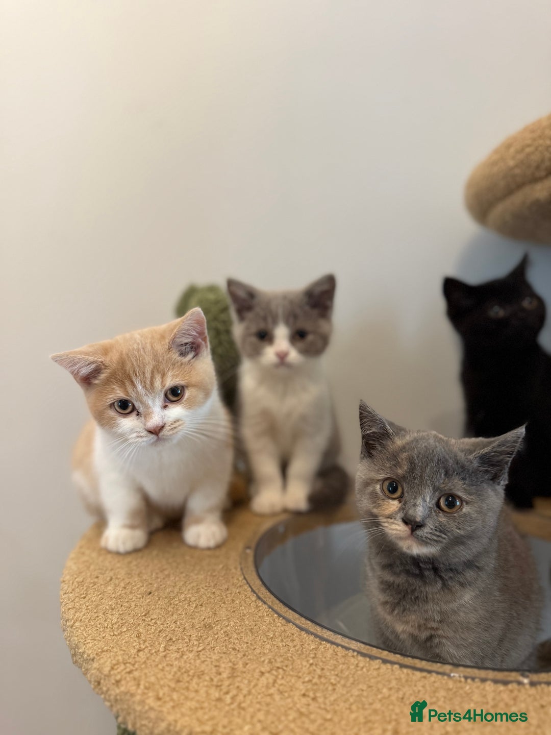 British Shorthair cats for sale: Top quality GCCF reg BSH grand champion lines - Image 23