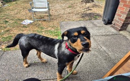 Mixed Breed dogs for sale: Beautiful 8 month old pup needing new home - Image 1