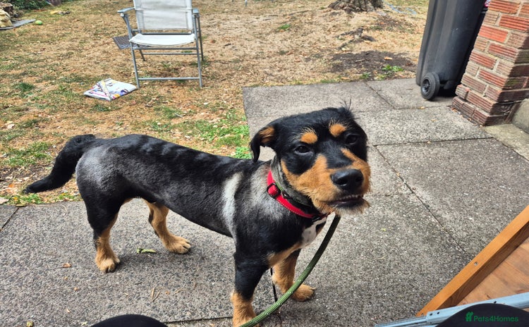 Mixed Breed dogs - Advert 3