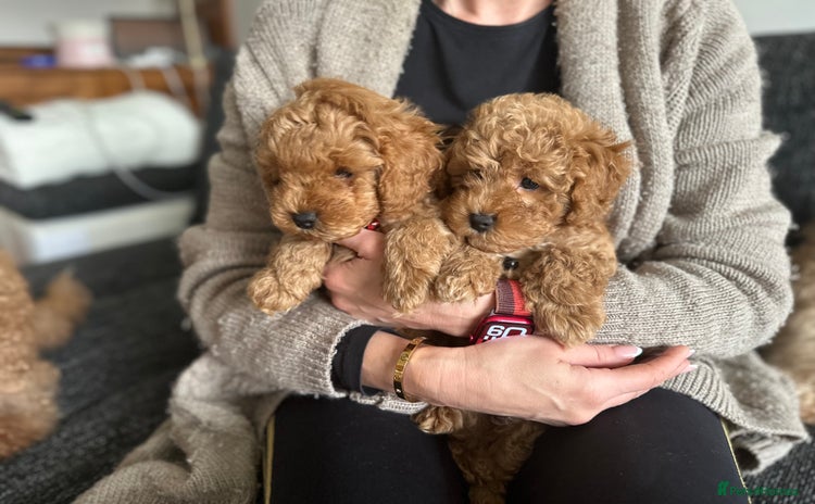 Cockapoo dogs - Advert 13