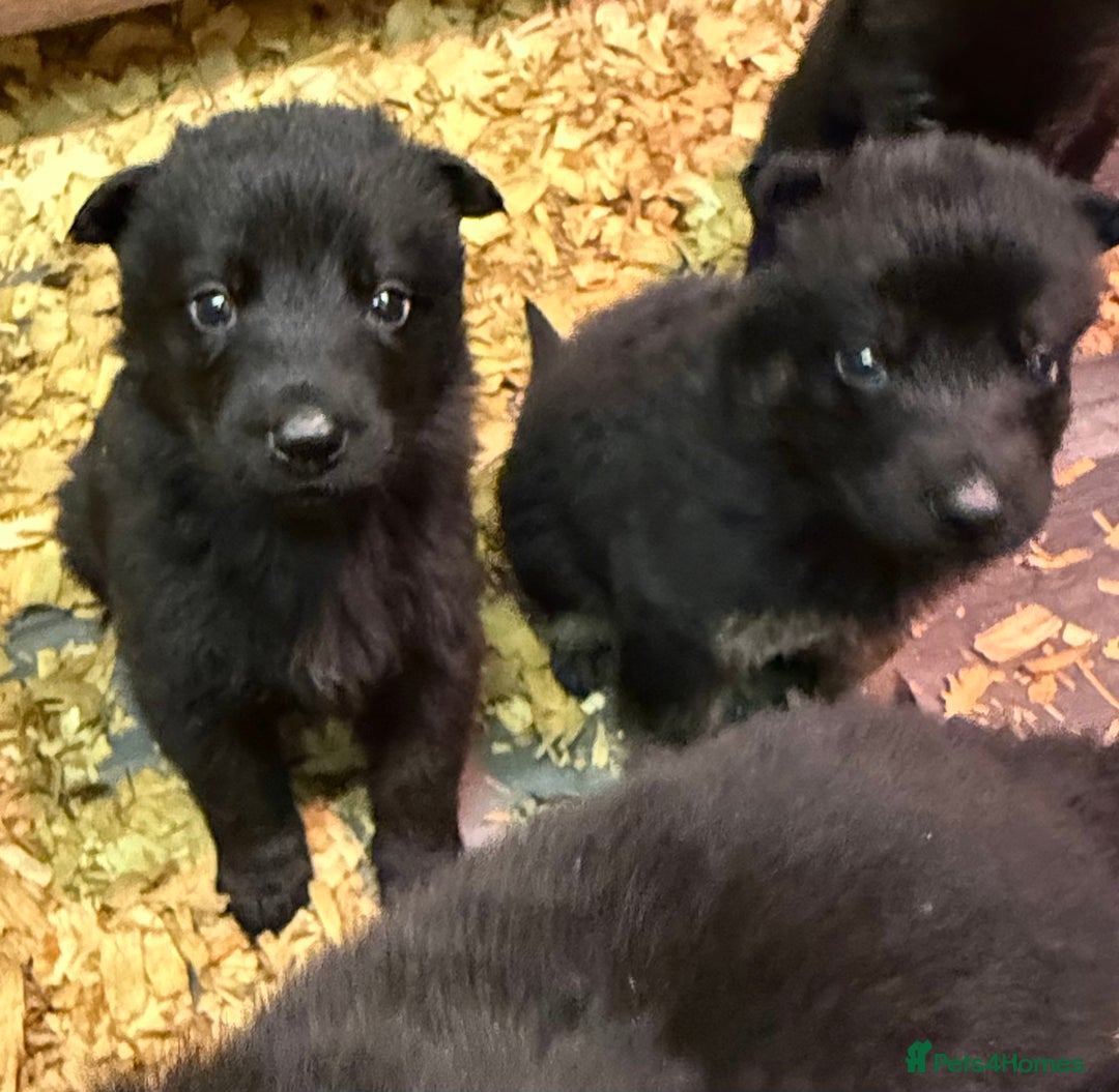German Shepherd dogs for sale: KC Reg Working Line GSD pups. - Image 18
