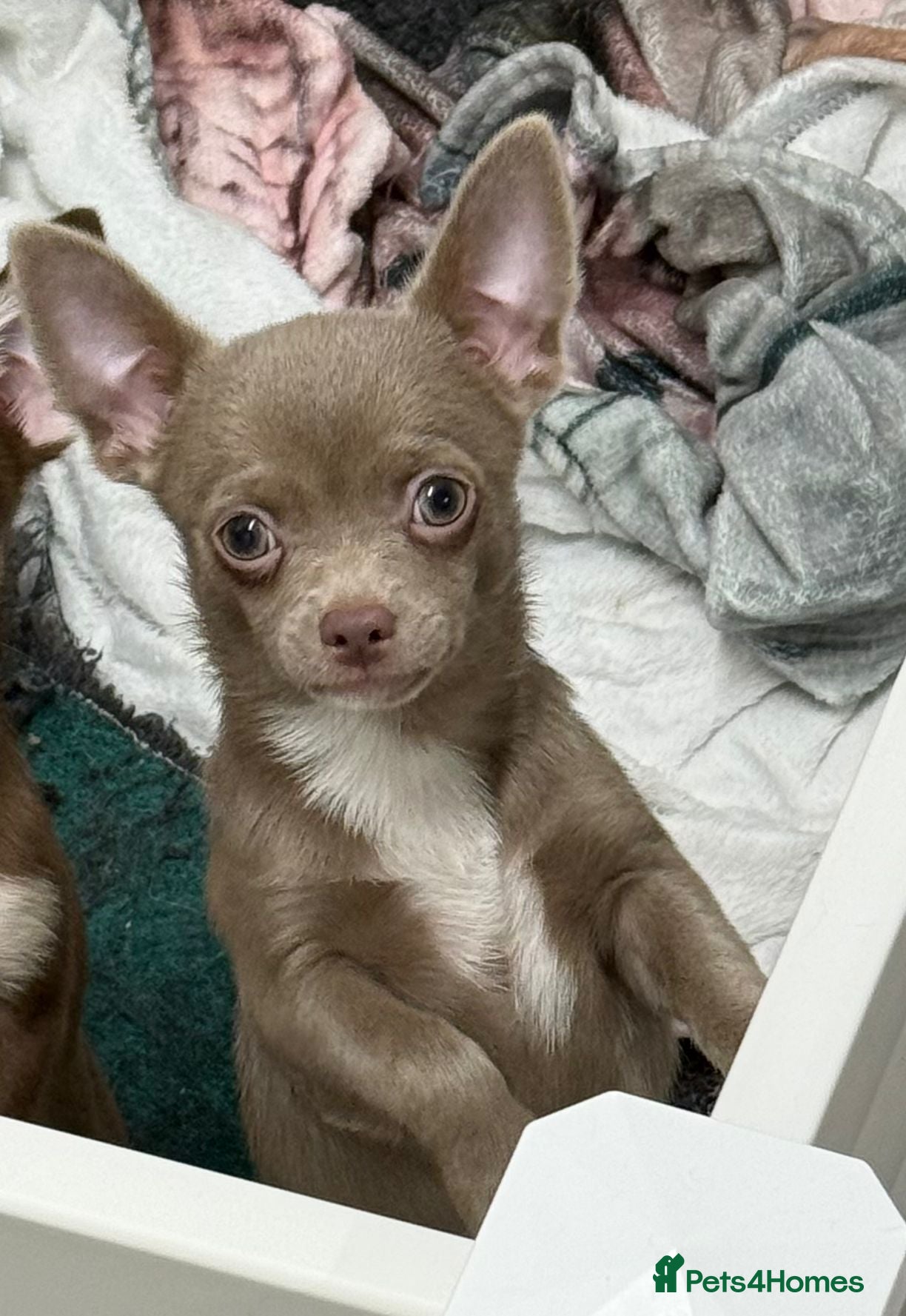 Chihuahua dogs chihuahuas smooth coat  £1000 !! boys ready now - Advert 1