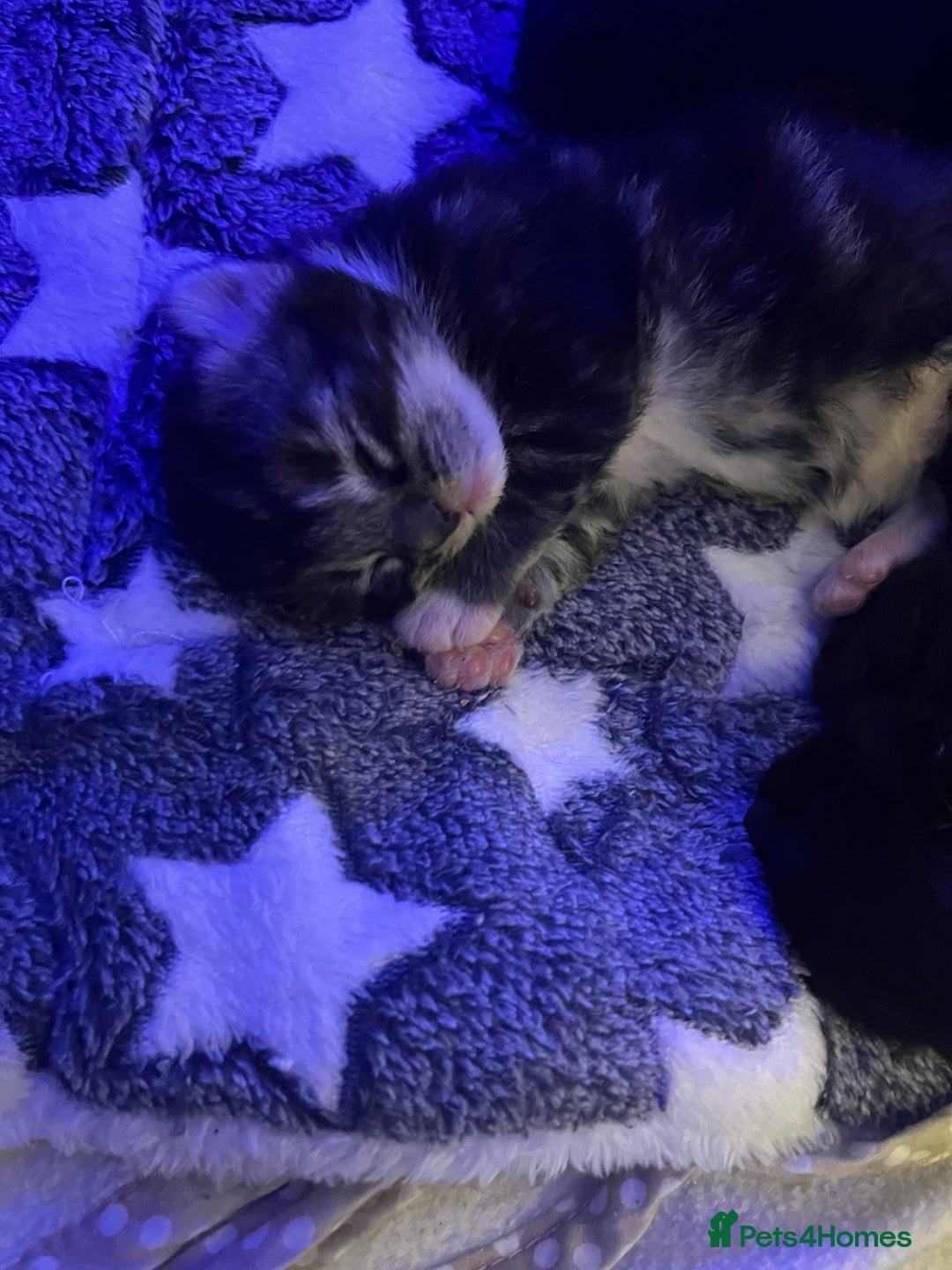 Maine Coon cats for sale: Maine coon cross - Advert 9