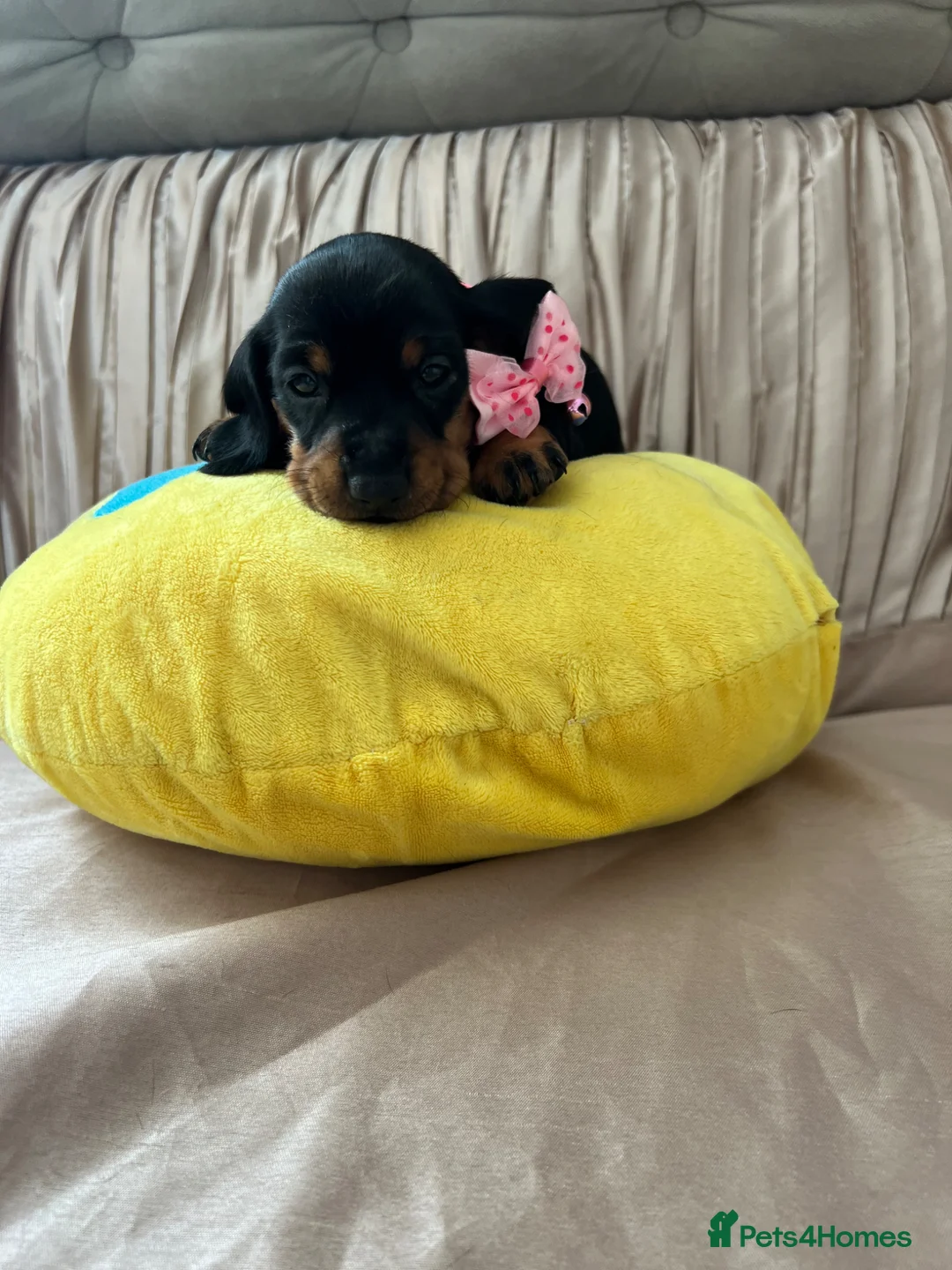Miniature Dachshund dogs for sale: 🐶 💕1 left girl available - Advert 10