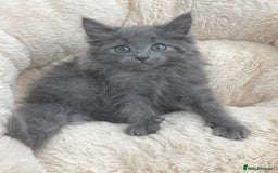 Mixed Breed cats for sale: BEAUTIFUL FLUFFY GREY KITTENS   - Image 6
